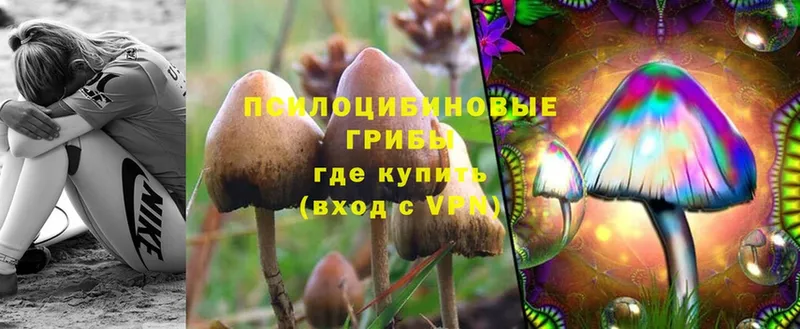 купить   Добрянка  Галлюциногенные грибы Psilocybine cubensis 